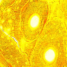 Biologický mikroskop MAGUS Bio 250T