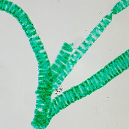 Biologický mikroskop MAGUS Bio 250T