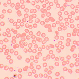 Biologický mikroskop MAGUS Bio 250BL