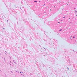 Biologický mikroskop MAGUS Bio 250BL