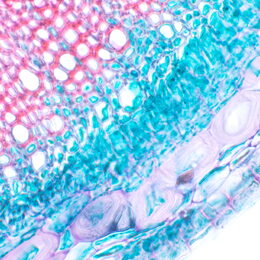 Biologický mikroskop MAGUS Bio 230T