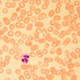 Biologický mikroskop MAGUS Bio 230T