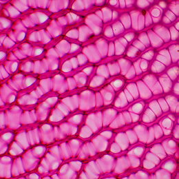 Biologický mikroskop MAGUS Bio 230TL