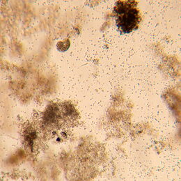Biologický inverzní mikroskop MAGUS Bio V350