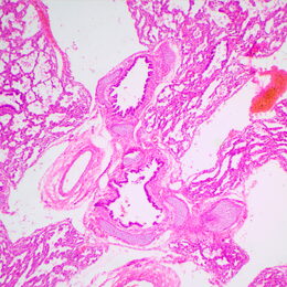 Biologický mikroskop MAGUS Bio 240B