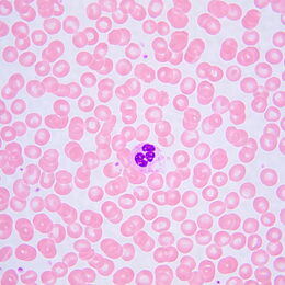 Biologický mikroskop MAGUS Bio 240B