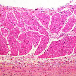 Biologický mikroskop MAGUS Bio 260T