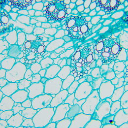 Biologický mikroskop MAGUS Bio 260T