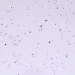 Biologický mikroskop MAGUS Bio 260T