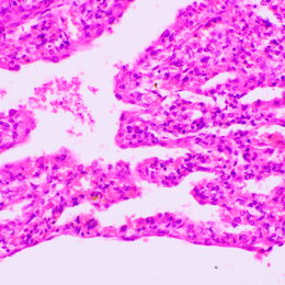 Biologický mikroskop MAGUS Bio 270T