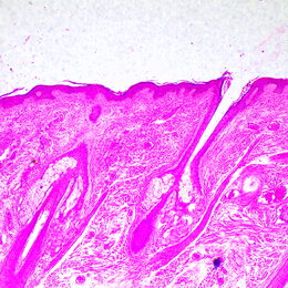 Biologický mikroskop MAGUS Bio 290T