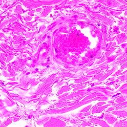 Biologický mikroskop MAGUS Bio 290T