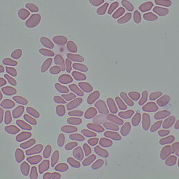 Biologický mikroskop MAGUS Bio 290T