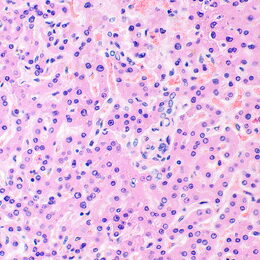 Biologický mikroskop MAGUS Bio 290T