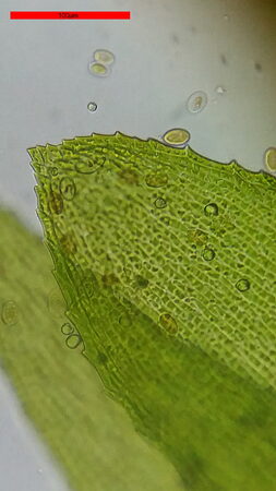 Bresser Erudit Basic 40-4000x Microscope