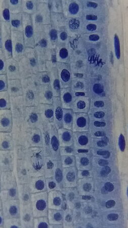 Bresser Erudit Basic 40-4000x Microscope