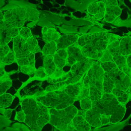 Fluorescenční inverzní mikroskop MAGUS Lum V500L