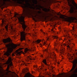 Fluorescenční inverzní mikroskop MAGUS Lum V500L