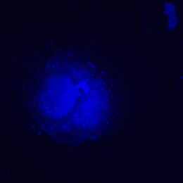 Fluorescenční inverzní mikroskop MAGUS Lum V500L