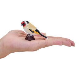 Mojo Stehlík obecný