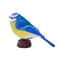 Mojo Sýkora modřinka