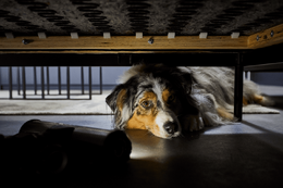 Rowenta RH9L42WO tyčový vysavač