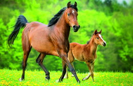 Minipuzzle 54 dílků Koně 4 druhy v krabičce 9x6,5x4cm 40ks v boxu