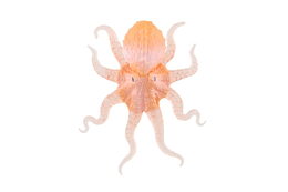 Chobotnice antistresová pevné tělo plast/silikon 15x19cm 4 barvy na kartě