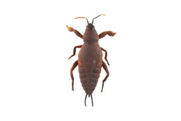 Gekon antistresový natahovací silikon 18cm na kartě