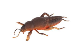 Gekon antistresový natahovací silikon 18cm na kartě