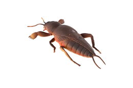 Gekon antistresový natahovací silikon 18cm na kartě