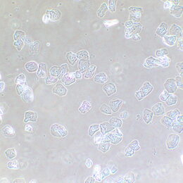 Zařízení s fázovým kontrastem MAGUS SPH2