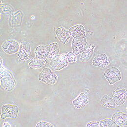 Zařízení s fázovým kontrastem MAGUS SPH2