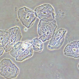 Zařízení s fázovým kontrastem MAGUS SPH2