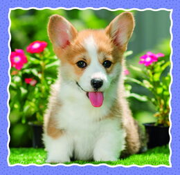 Puzzle 3v1 Štěňátka 20x19,5cm v krabici 28x28x6cm