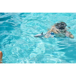 ROBO ALIVE Žraločí útok - Velký bílý žralok