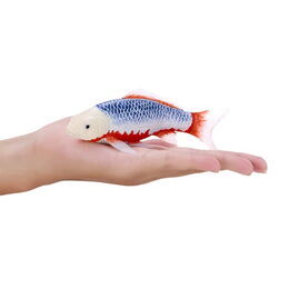 Mojo Kapr koi asagi v krabičce