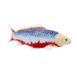 Mojo Kapr koi asagi v krabičce