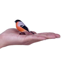 Mojo Hýl obecný v krabičce