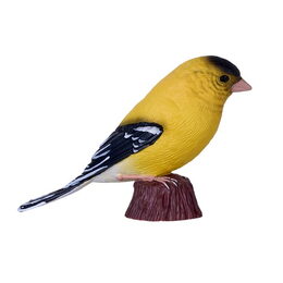 Mojo Stehlík americký v krabičce