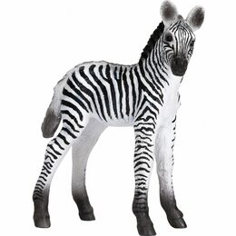 Mojo Zebra mládě