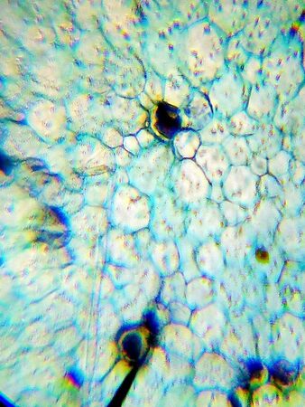 Mikroskop Levenhuk LabZZ M101 Amethyst (69083)