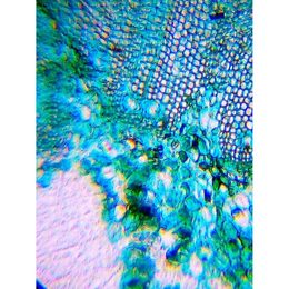 Mikroskop Levenhuk LabZZ M101 Azure