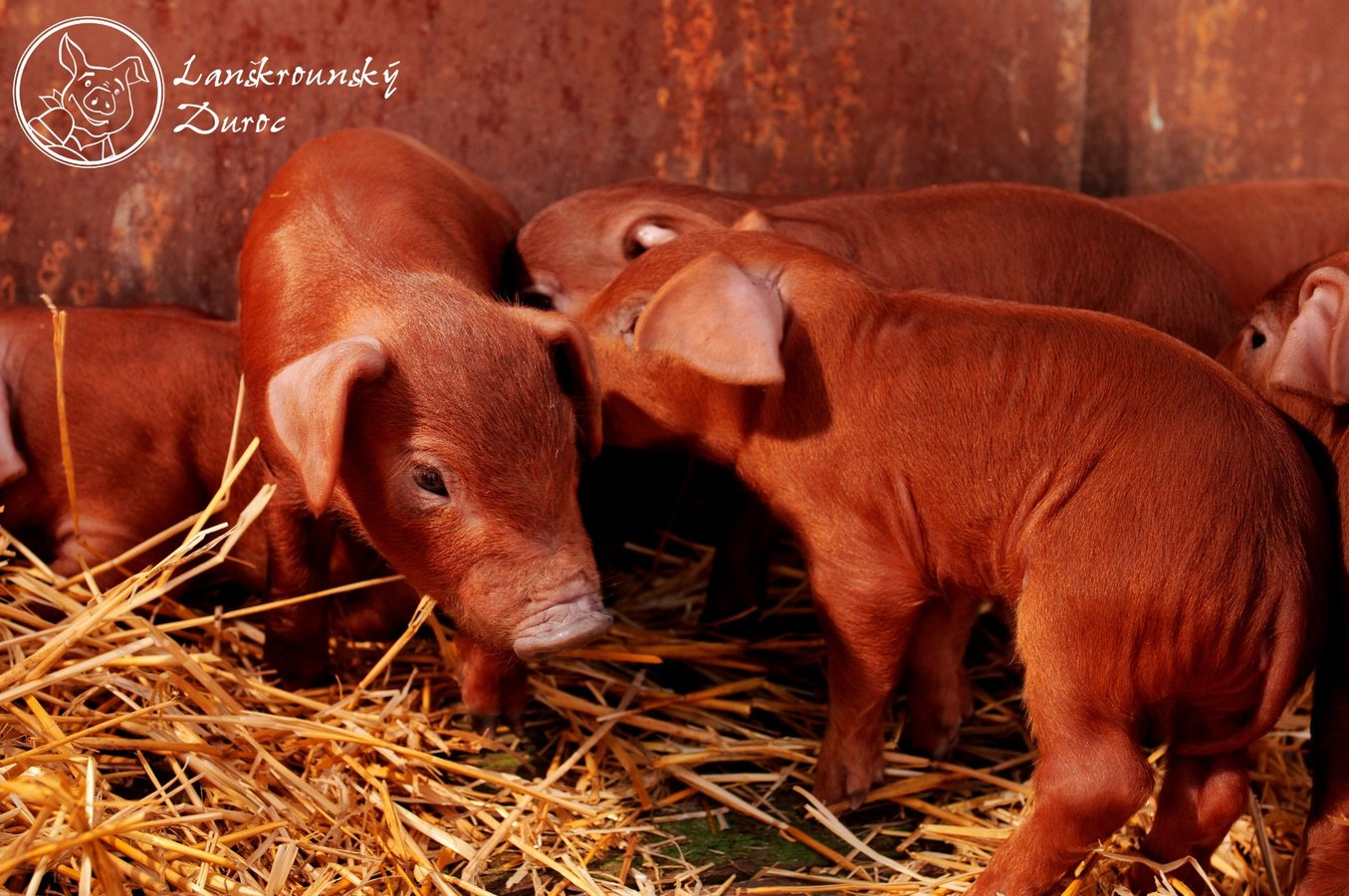545/480/large/duroc-prsata-foto-shutterstock-1-copy-3.jpg