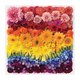 Galison Puzzle Duhové květy 500 dílků - poškozený obal