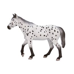 Mojo Appaloosa hřebec