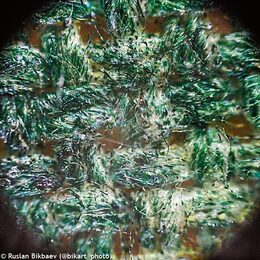 Levenhuk Mikroskop Rainbow 50L PLUS Azure
