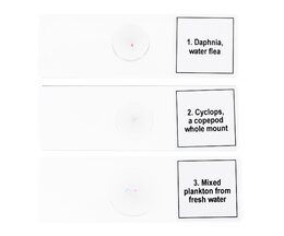 Discovery Prof Specimens DPS 5. Life in a Drop of