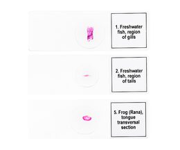 Discovery Prof Specimens DPS 5. Amphibia.