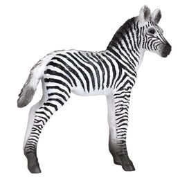 Mojo Zebra mládě
